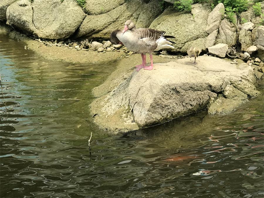天鵝湖風(fēng)景區(qū)（泰山）速覽！(圖15)